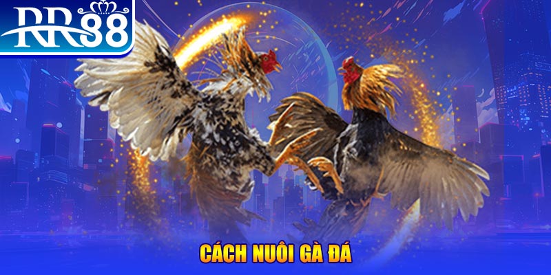 vip win Ws168 Đá Gà
