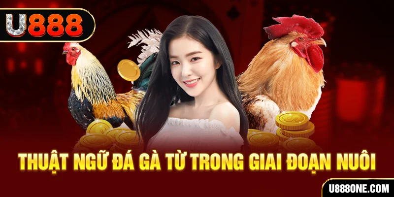 vip win xổ số miền bắc 90 ngày